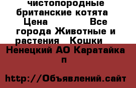 чистопородные британские котята › Цена ­ 10 000 - Все города Животные и растения » Кошки   . Ненецкий АО,Каратайка п.
